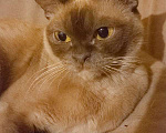 Кошки в Москве: Шоколадная бурманская кошка Девочка, 10 000 руб. - фото 1