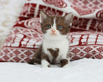 Кошки в Владивостоке: Британский котенок красивого шоколадного окраса Девочка, 30 000 руб. - фото 5