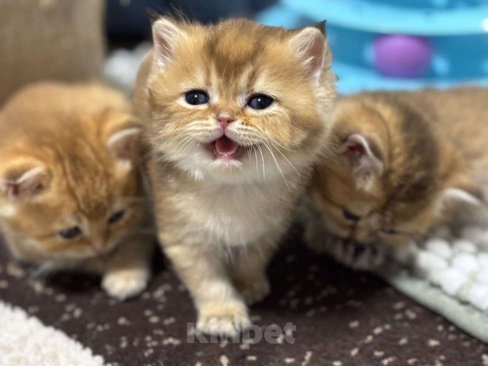 Кошки в Пензе: Шотландские Девочка, 18 000 руб. - фото 7