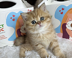 Кошки в Москве: Британский котенок ny24 Девочка, 40 000 руб. - фото 1