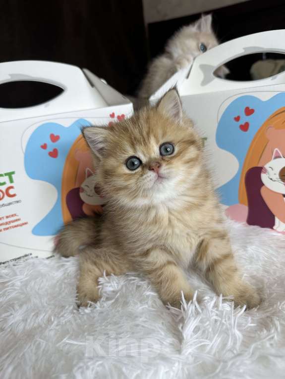 Кошки в Москве: Британский котенок ny24 Девочка, 40 000 руб. - фото 1
