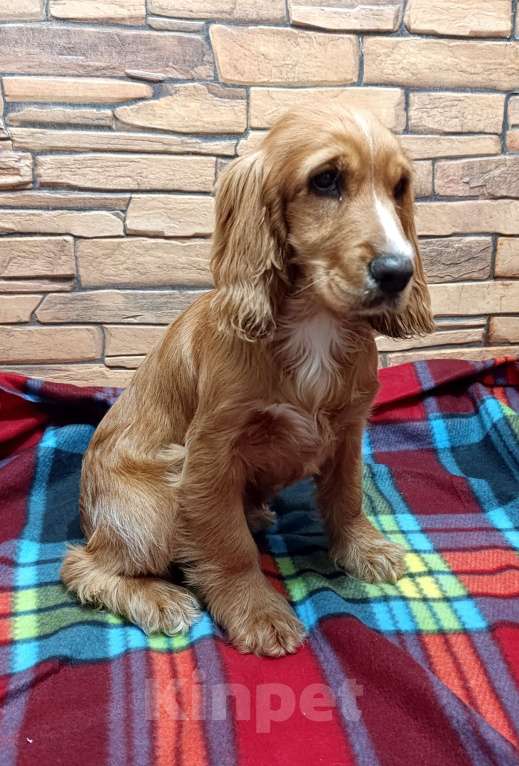 Собаки в Белогорске: Девочка Девочка, 20 000 руб. - фото 1