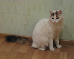 Кошки в Пушкино: Пропала кошка Бася Девочка, 2 000 руб. - фото 1