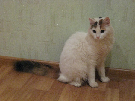 Объявление: Пропала кошка Бася, 2 000 руб., Пушкино