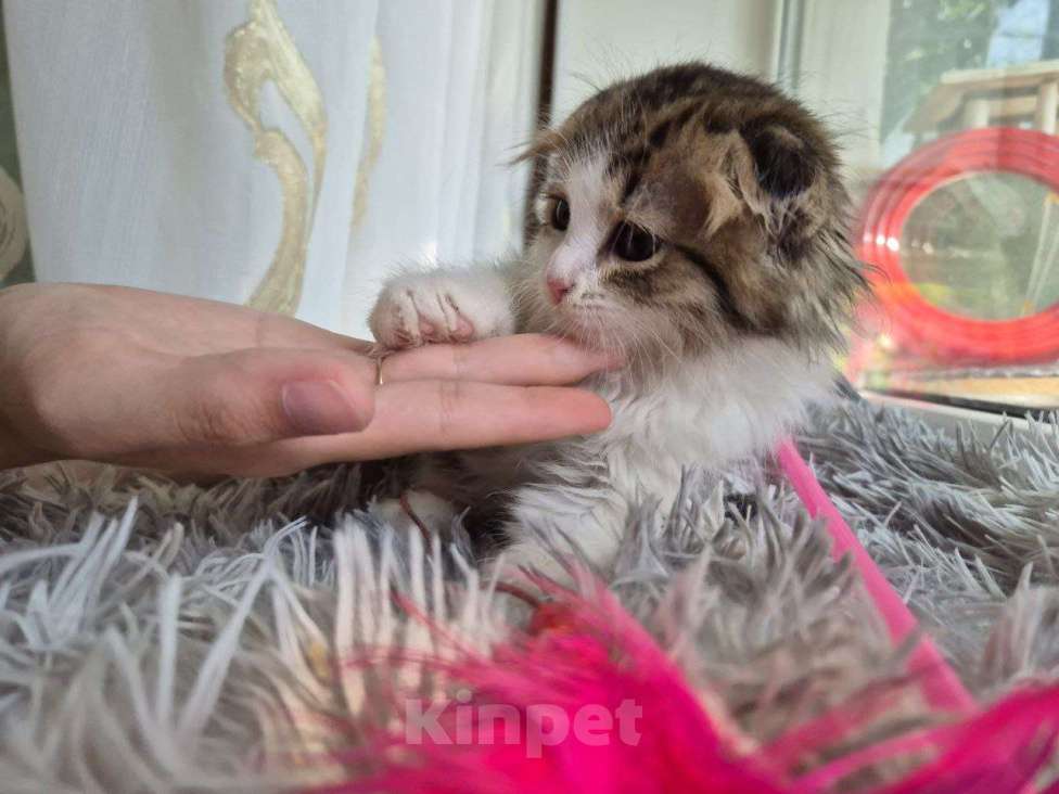 Кошки в Саратове: Котёнок  Мальчик, Бесплатно - фото 9