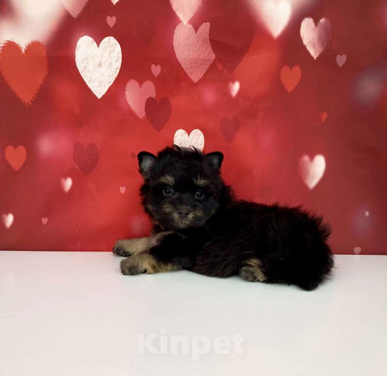 Собаки в Москве: Цветной йорк мальчик стандарт бэби фейс Мальчик, 50 000 руб. - фото 9