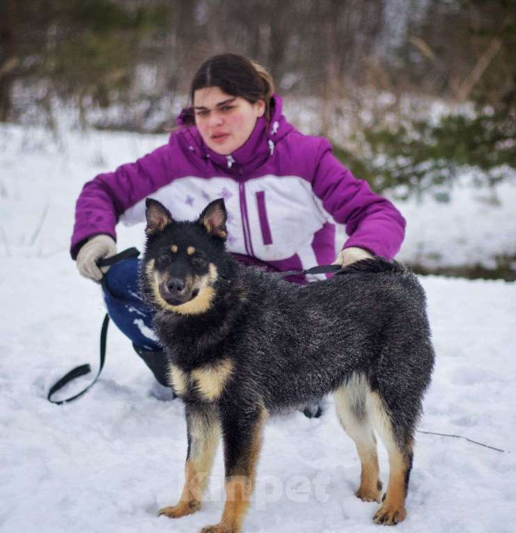 Собаки в Наро-Фоминске: Дина: щенок, подросток девочка. Метис овчарки. Девочка, Бесплатно - фото 7