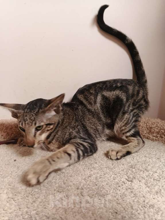 Кошки в Москве: Ориентальный мальчик мраморного окраса Мальчик, Бесплатно - фото 4