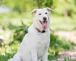 Собаки в Подольске: Собака Рикотта в добрые руки Девочка, Бесплатно - фото 6