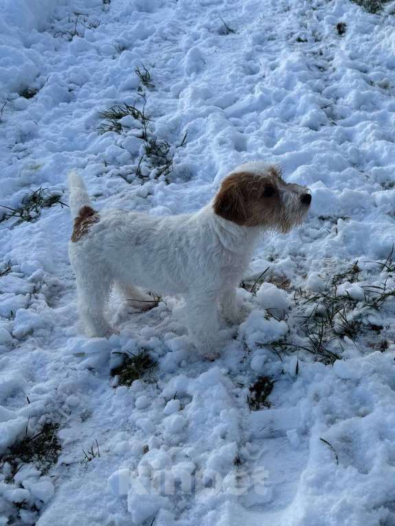 Собаки в Санкт-Петербурге: Марекс Солар Марио Мальчик, 80 000 руб. - фото 2