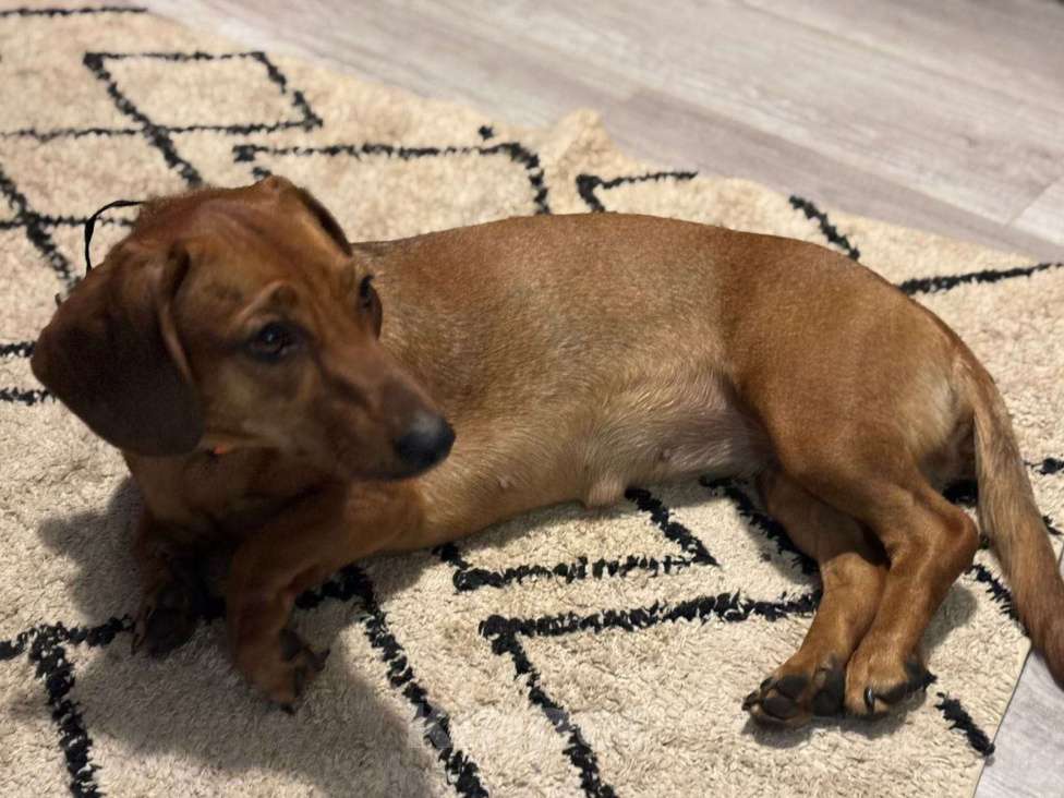 Собаки в Истре: Такса Маруся Девочка, Бесплатно - фото 3