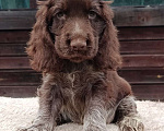 Собаки в Зеленограде: Английский кокер спаниель щенки Мальчик, 80 000 руб. - фото 1