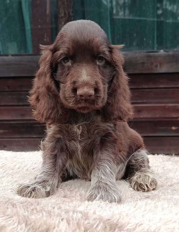 Собаки в Зеленограде: Английский кокер спаниель щенки Мальчик, 80 000 руб. - фото 1