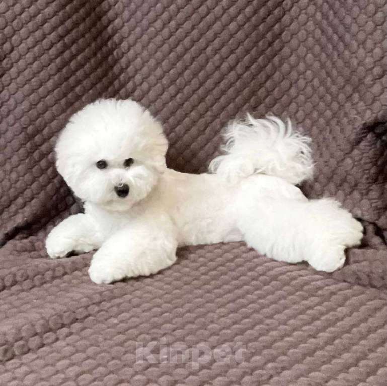 Собаки в Москве: Девочка Бишон Фризе (Булочка) Девочка, Бесплатно - фото 3