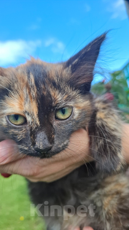 Кошки в Челябинске: Котята ищут свой дом Девочка, Бесплатно - фото 4