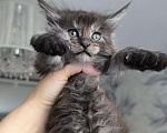 Кошки в Ржеве: Котята мей-кун от красивой пары❤️ Разнополые, Бесплатно - фото 3