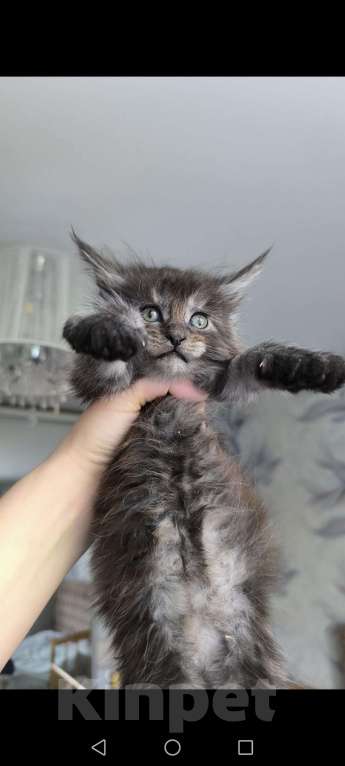Кошки в Ржеве: Котята мей-кун от красивой пары❤️ Разнополые, Бесплатно - фото 3