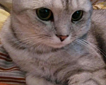 Кошки в Кургане: Вязка, 500 руб. - фото 2
