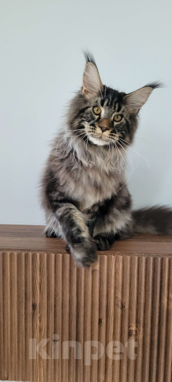 Кошки в Москве: Котенок чёрный мрамор Мальчик, 85 000 руб. - фото 7