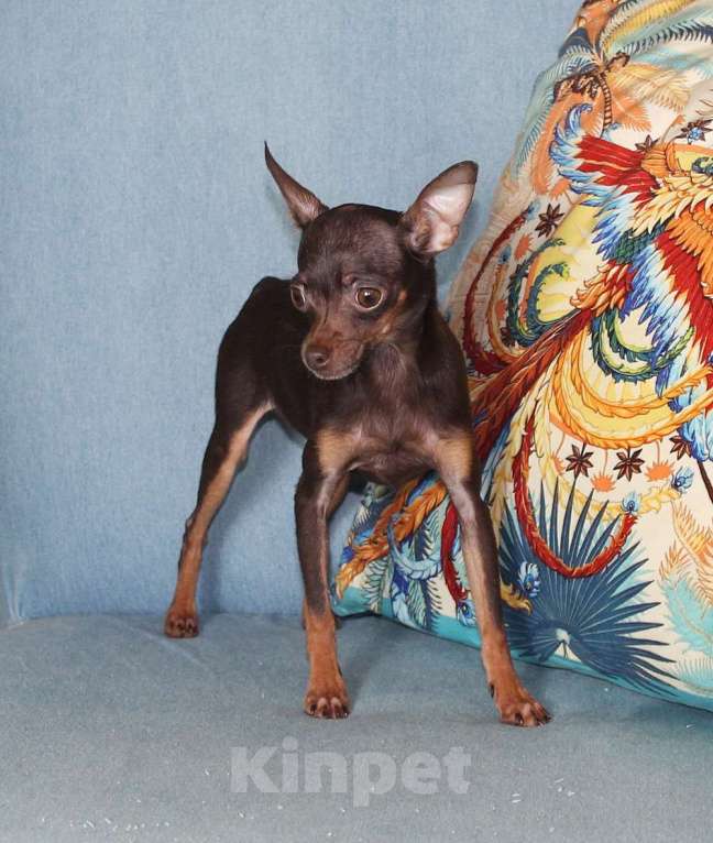 Собаки в Москве: Микро девочка тойчик Девочка, 60 000 руб. - фото 3