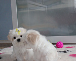 Собаки в Омске: Мальтезе щенок Левгорд Дарья Девочка, 120 000 руб. - фото 5