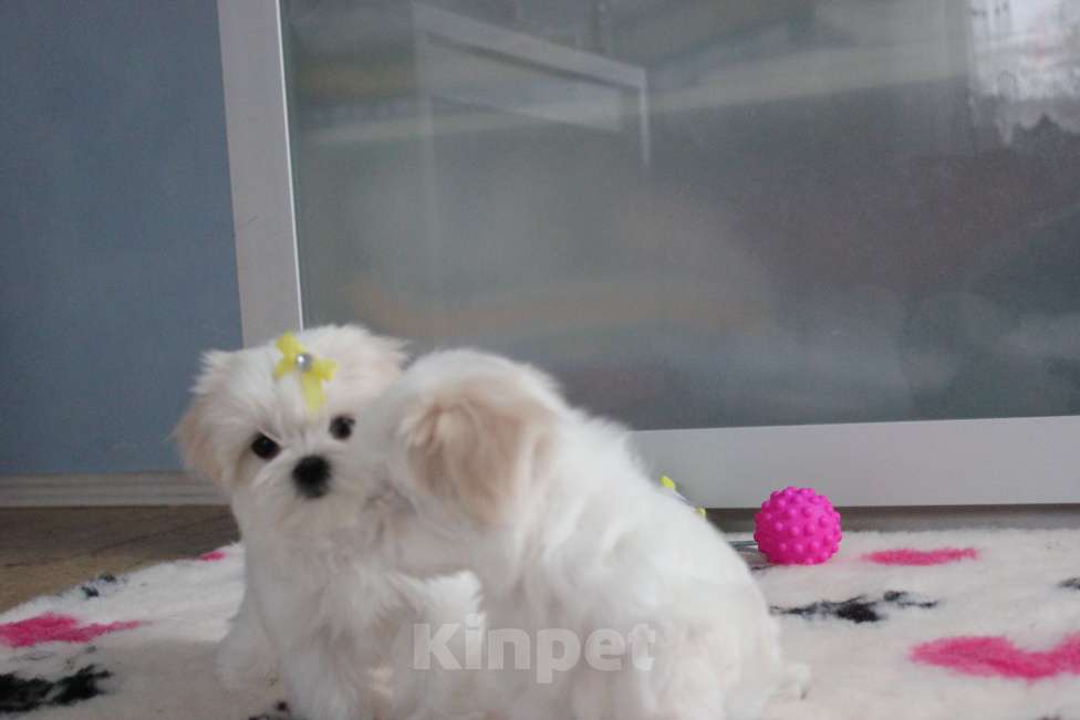 Собаки в Омске: Мальтезе щенок Левгорд Дарья Девочка, 120 000 руб. - фото 5