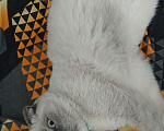 Кошки в Краснодаре: Ищем кота для вязки, кот породы Блю поинт Шотландский прямоухий Девочка, Бесплатно - фото 1