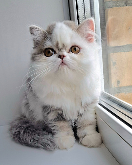 Шотландская длинношерстная девочка