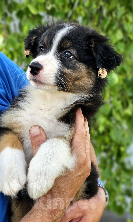 Собаки в Челябинске: Австрвлийская овчарка / сука Девочка, 45 000 руб. - фото 6
