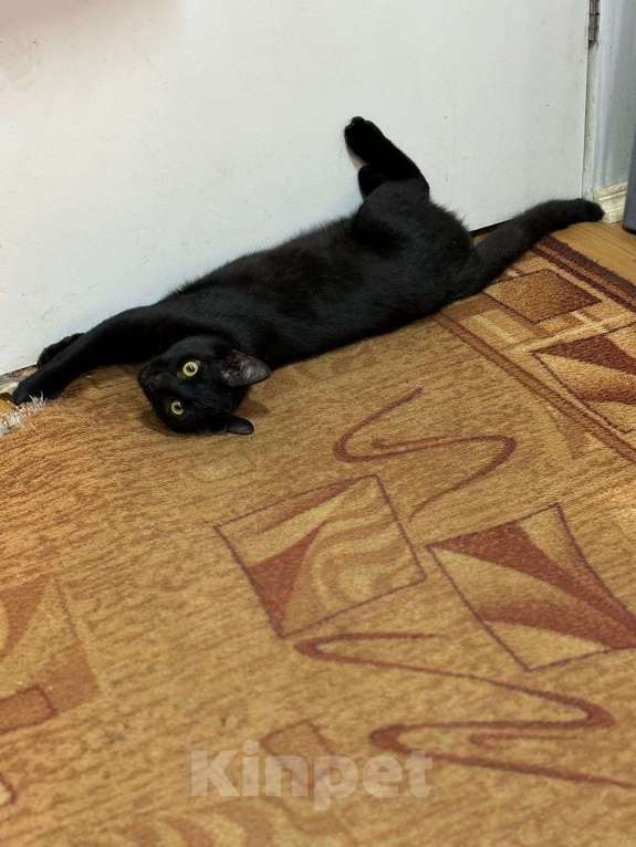 Кошки в Москве: Красивый котик ищет свою семью  Мальчик, Бесплатно - фото 1