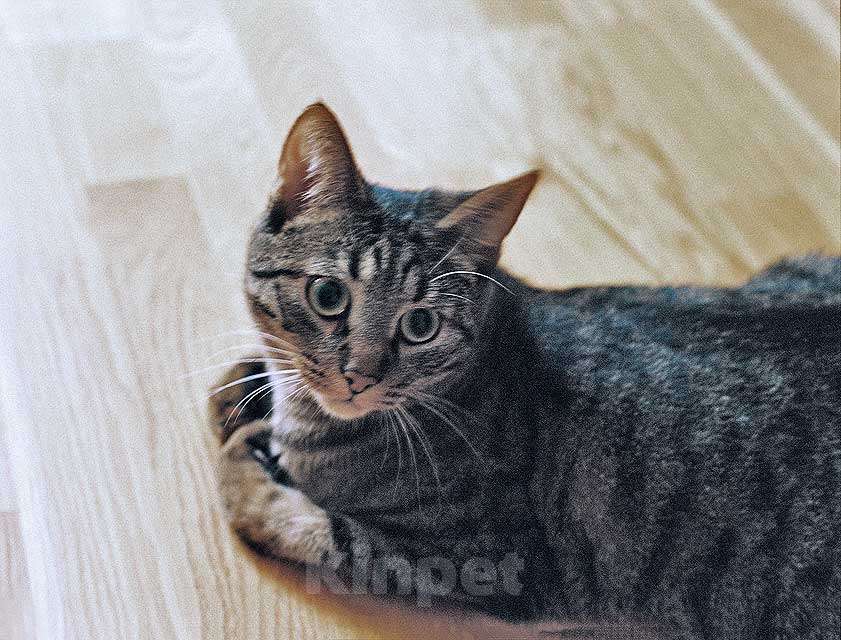 Кошки в Москве: Ищет дом кот, который умеет любить Мальчик, 10 руб. - фото 10