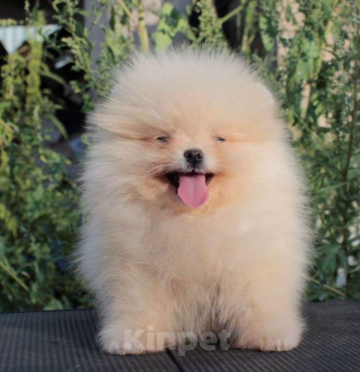 Собаки в Москве: померанский шпиц щенки 2 мес, 25 000 руб. - фото 3