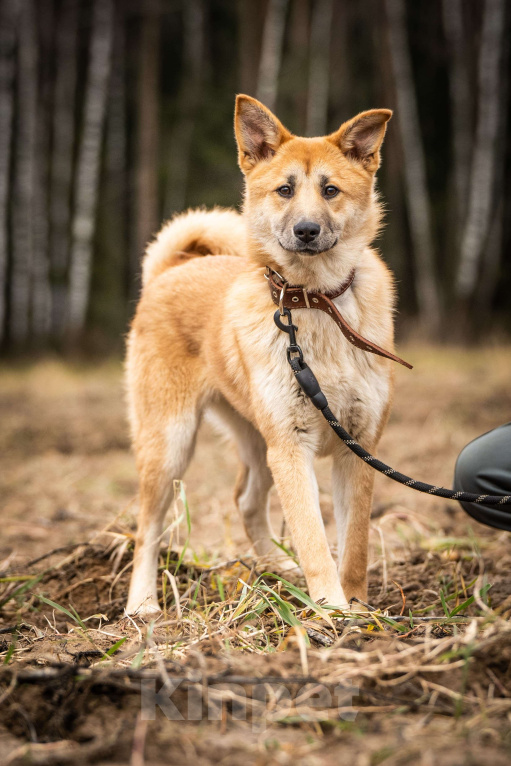 Собаки в Клине: Хеди — настоящая искорка счастья Девочка, Бесплатно - фото 2