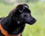 Собаки в Москве: Миниатюрная Тина Девочка, Бесплатно - фото 3