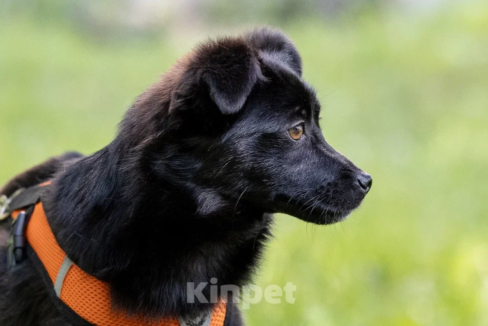 Собаки в Москве: Миниатюрная Тина Девочка, Бесплатно - фото 3