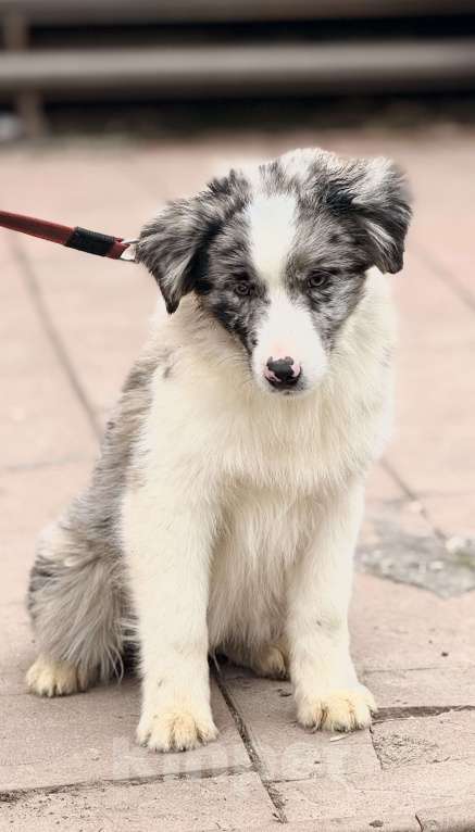 Собаки в Москве: Щенок бордер-колли Мальчик, 65 000 руб. - фото 2