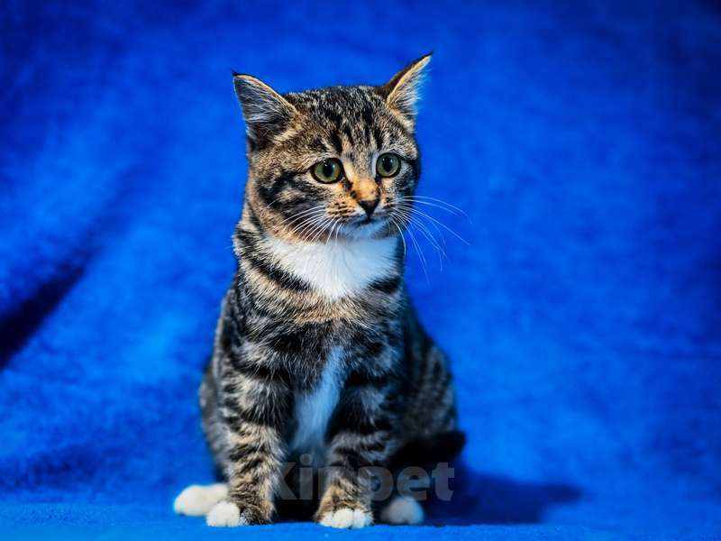 Кошки в Москве: Котята — метисы британской породы в добрые руки Девочка, Бесплатно - фото 2