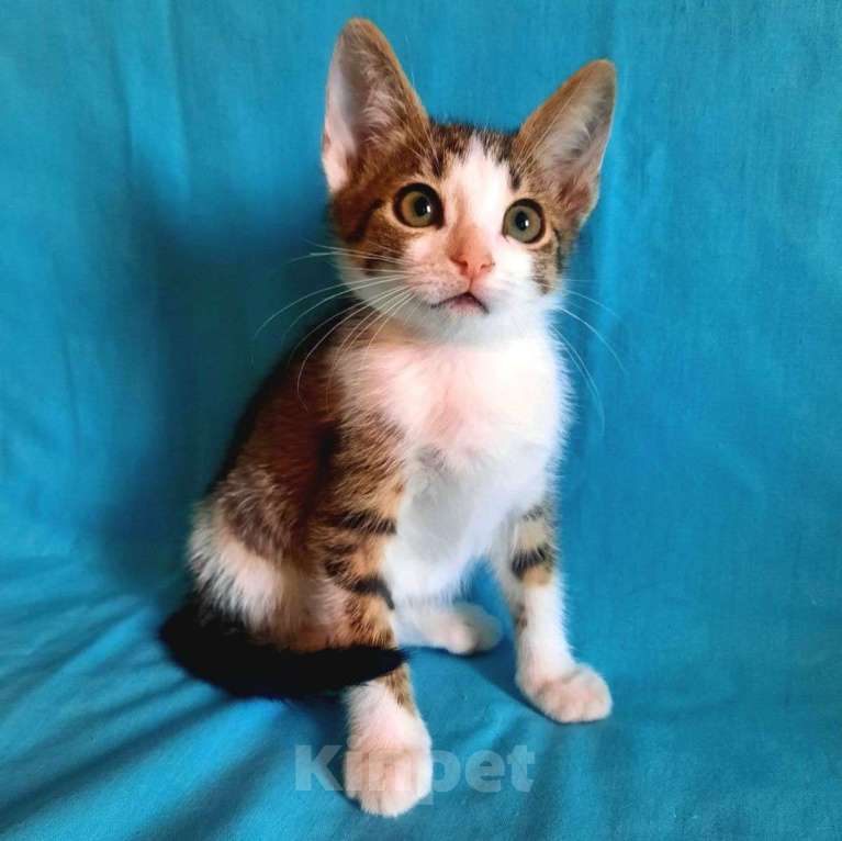 Кошки в Москве: Котенка-девочку подкинули в коробке к ветклинике 🆘️ Срочный поиск дома Девочка, Бесплатно - фото 5