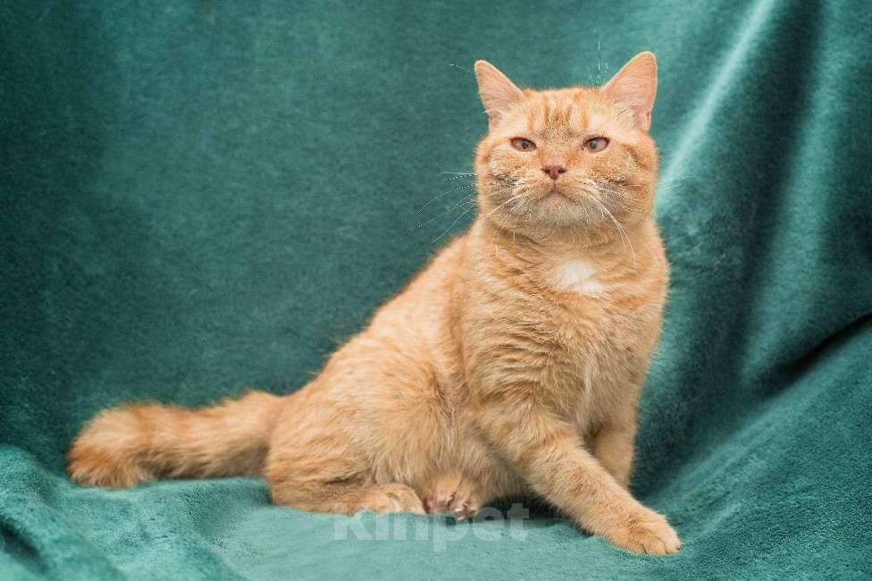 Кошки в Москве: Рыжий, наглый, неотразимый кот Мальчик, Бесплатно - фото 2