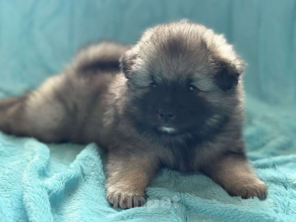 Собаки в Екатеринбурге: КеесхондВольфшпиц Девочка, 50 000 руб. - фото 7