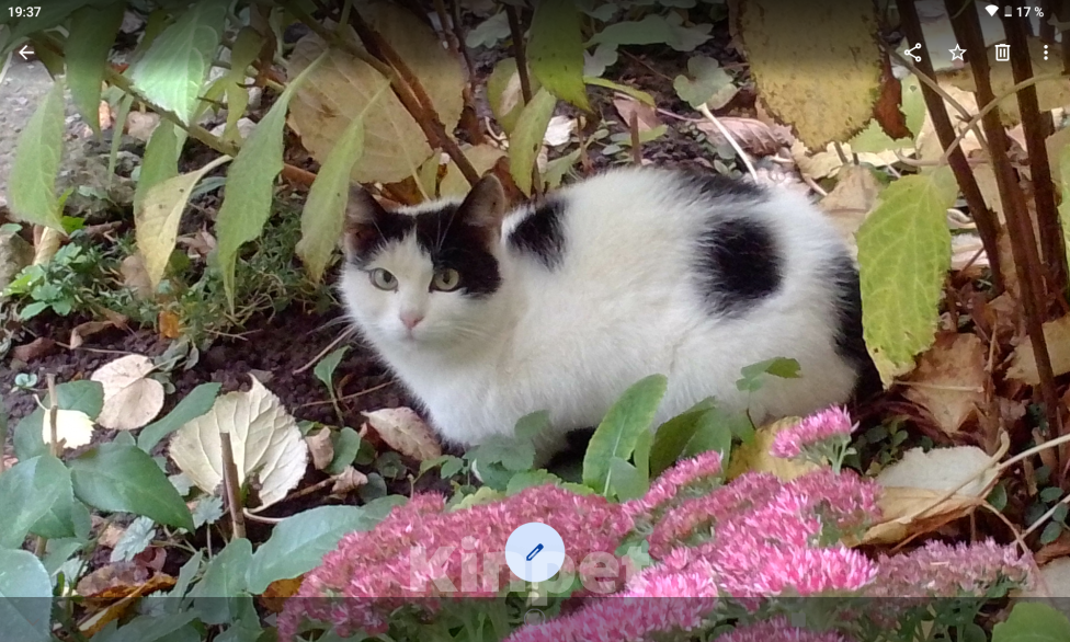 Кошки в Нижнем Новгороде: Пропала белая с черными пятнами кошечка Девочка, Бесплатно - фото 1