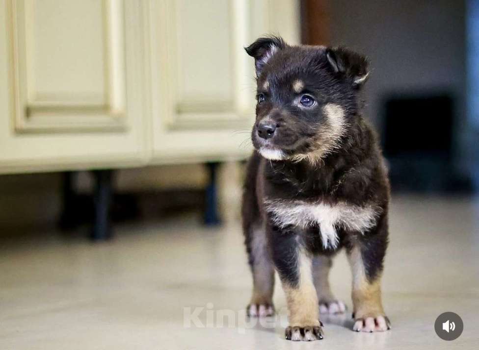 Собаки в Москве: Щенок в добрые руки мальчик  Мальчик, Бесплатно - фото 1