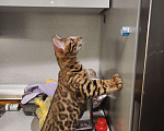 Кошки в Москве: Бенгальский котёнок 3 мес Мальчик, 35 000 руб. - фото 2