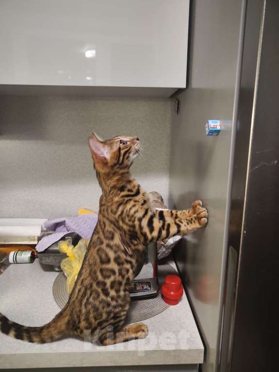 Кошки в Москве: Бенгальский котёнок 3 мес Мальчик, 35 000 руб. - фото 2