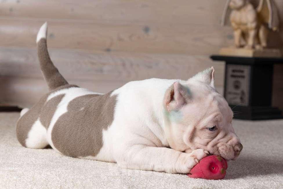 Собаки в Королеве: Американский булли Мальчик, 90 000 руб. - фото 7