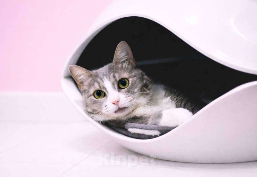 Кошки в Москве: Нежная кошечка Чикуля мечтает о доме Девочка, Бесплатно - фото 5