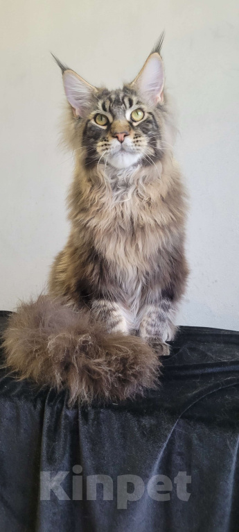 Кошки в Москве: Котенок мейн-кун  Мальчик, 60 000 руб. - фото 10