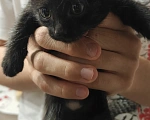 Кошки в Мытищах: Котики в добрые руки Мальчик, Бесплатно - фото 5