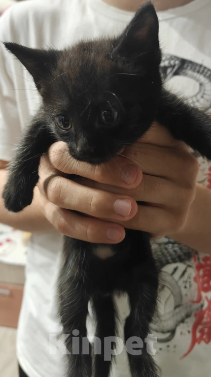 Кошки в Мытищах: Котики в добрые руки Мальчик, Бесплатно - фото 5