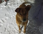 Собаки в Тюмени: ПРОПАЛА СОБАКА Мальчик, 5 000 руб. - фото 3